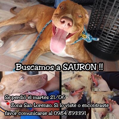 Sauron, mascota perdida