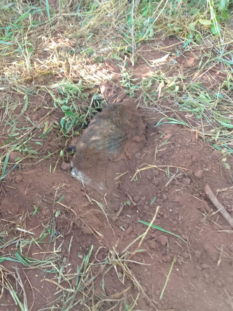 El afectado se siente impotente porque buscó a sus animales y encontró a uno de ellos faenado.