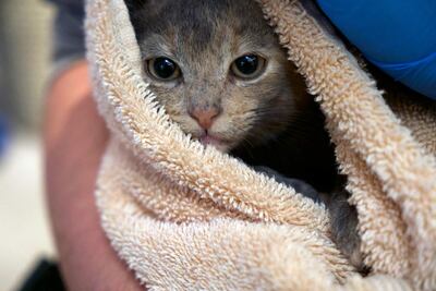 La foto es parte del DC Cat Count, el primero de su tipo, un esfuerzo de tres años realizado por defensores del bienestar animal, conservacionistas y científicos para enumerar todos los Felis catus en Washington.