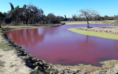El tajamar  que se tiñó de rojo en un establecimiento ubicado en el distrito de   Loma Plata y causó preocupación en la zona.