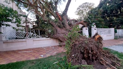 El árbol destrozó parte de la muralla de la vivienda de la familia González.