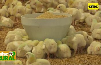 La avicultura es intensiva y su rentabilidad es muy sensible a cualquier sobrecosto.