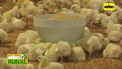 La avicultura es intensiva y su rentabilidad es muy sensible a cualquier sobrecosto.