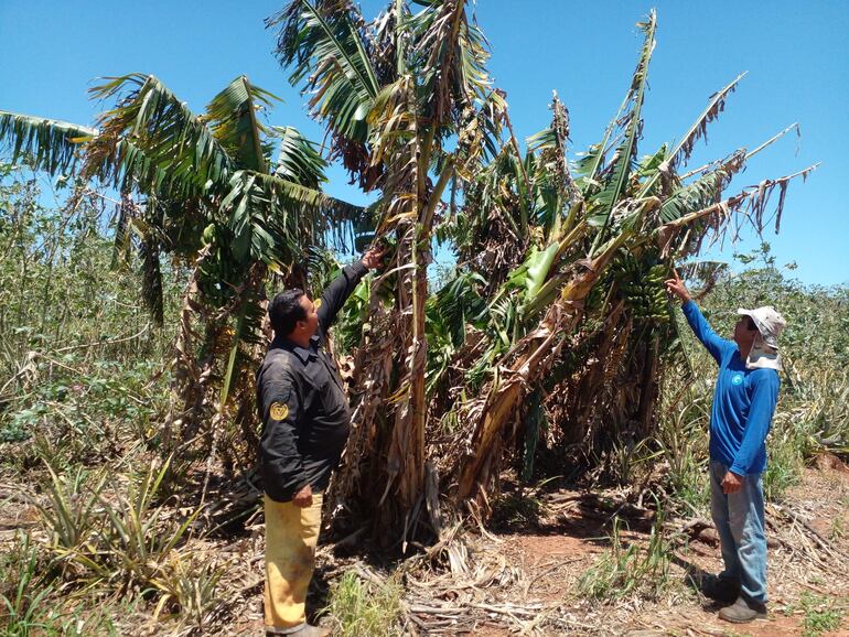 También fueron destruidas  plantaciones de banana en esta comunidad y localidades aledañas 
