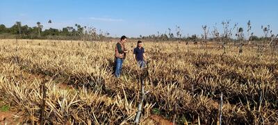 Parcela de piña destruida por la helada en Guayaybí.
