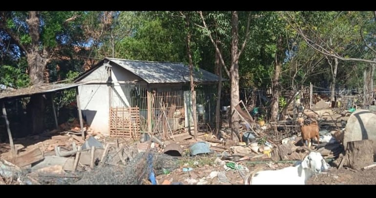 Cerdo, cabras, patos, gansos son animales que están dentro del predio de la plaza, y la lucha de la comisión vecinal es gigantesca porque el invasor tiene apoyo presuntamente del presidente de la junta municipal el liberal Christian Jorgge, supuesto cabecilla de esta invasión.