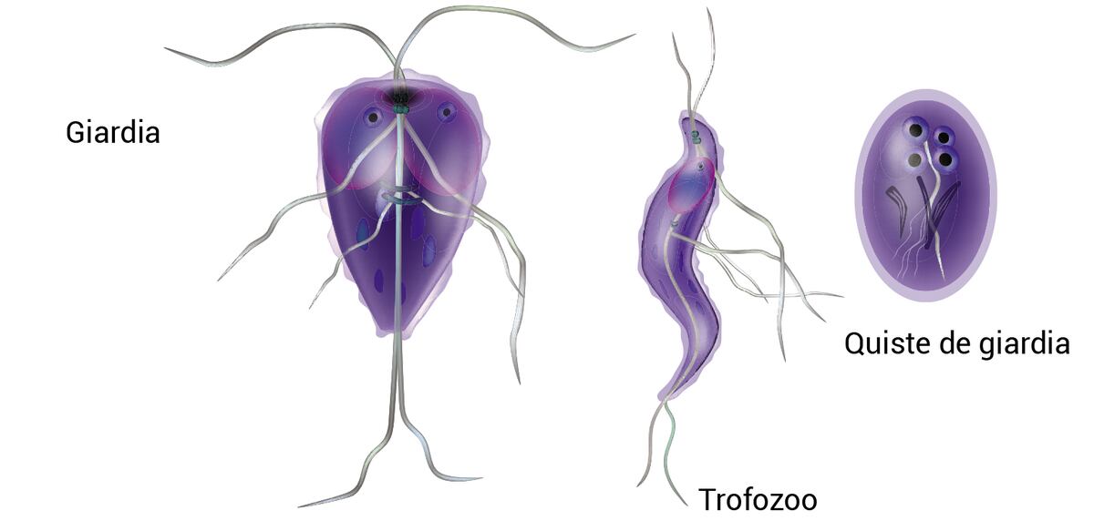 trofozoíto de giardia lamblia