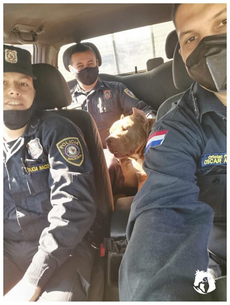 Momento en que el perro Pitbull era trasladado a la dependencia policial para su resguardo.