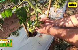 Abc Rural: Crecimiento de tomate, dentro y fuera de invernadero