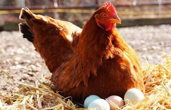 La gallina es un claro ejemplo de un animal ovíparo