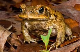 El humano que ha tocado un sapo no debe llevar la mano a la boca y debe lavarse con agua y jabón.