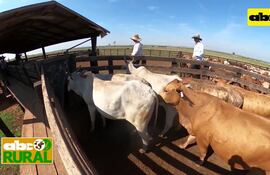 Abc Rural: Stress oxidativo y su impacto en al preñez a la IATF