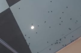 Moscas invaden vivienda de Ayolas.