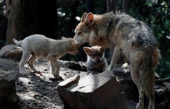 Un equipo de paleontólogos y geólogos italianos ha encontrado cerca de Roma el fósil del cráneo del primer lobo adulto identificado en Europa.