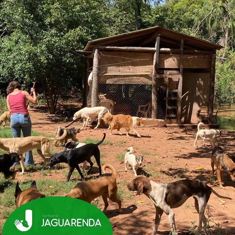 Voluntarios participan constantemente de la limpieza y cuidado de la casa de los perros. (gentileza).
