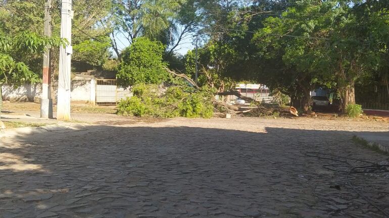 Pedazo de árbol caído.