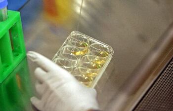 Científicos del Centro Nacional de Investigaciones Oncológicas (CNIO) ha descubierto el “punto débil” que vuelve vulnerables y “multi-resistentes” a algunos tumores frente a muchos fármacos y han diseñado una estrategia potencial para vencerla.