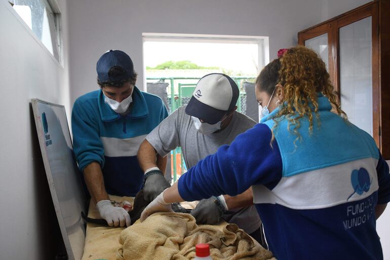 Lobo marino rescatado siendo atendido por personal de la fundación Mundo Marino, en de la provincia de Buenos Aires (Argentina).