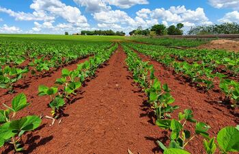 Entre 950.000 a 980.000 hectáreas de soja serán sembrados en Alto Paraná, en la campaña actual.