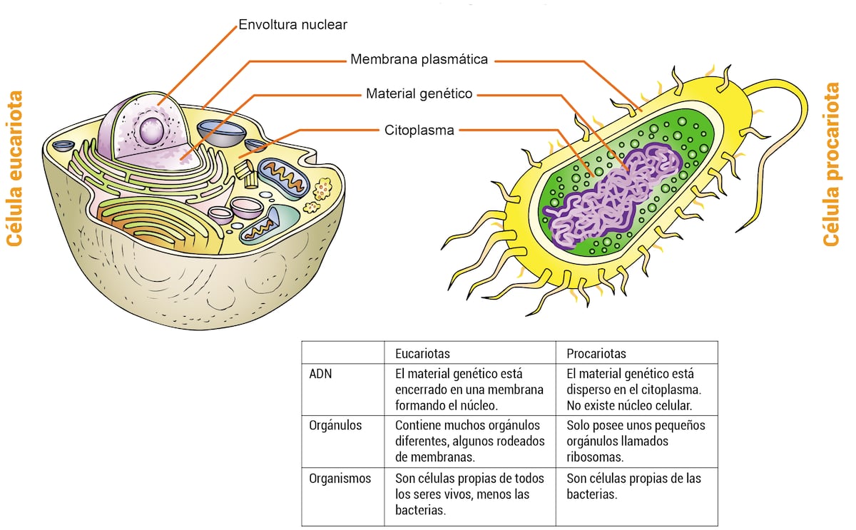 estructura celular procariota y eucariota