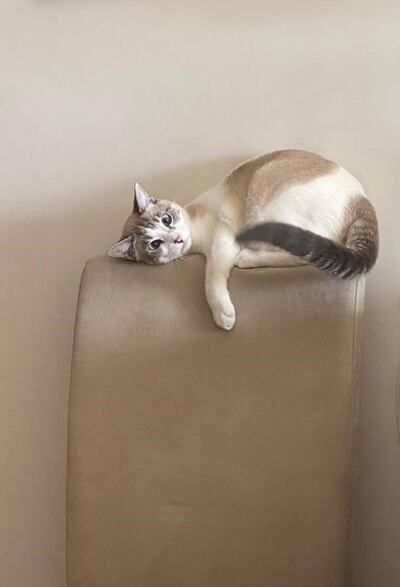 "Zé Albino está desolado con este acercamiento del PAN al PS", comentaba Rui Rio en una publicación subida a su cuenta de Twitter acompañada de una foto en la que se veía a su gato encima de una silla tumbado con un rostro de sorpresa.