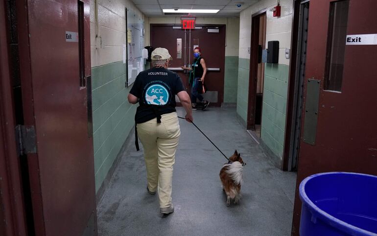 Voluntarios prestan servicios en el Animal Care Center de Nueva York.