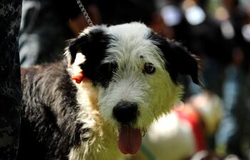 Los perros son fieles compañeros.