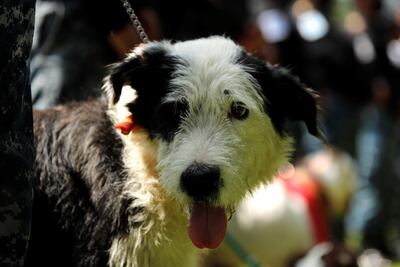 Los perros son fieles compañeros.