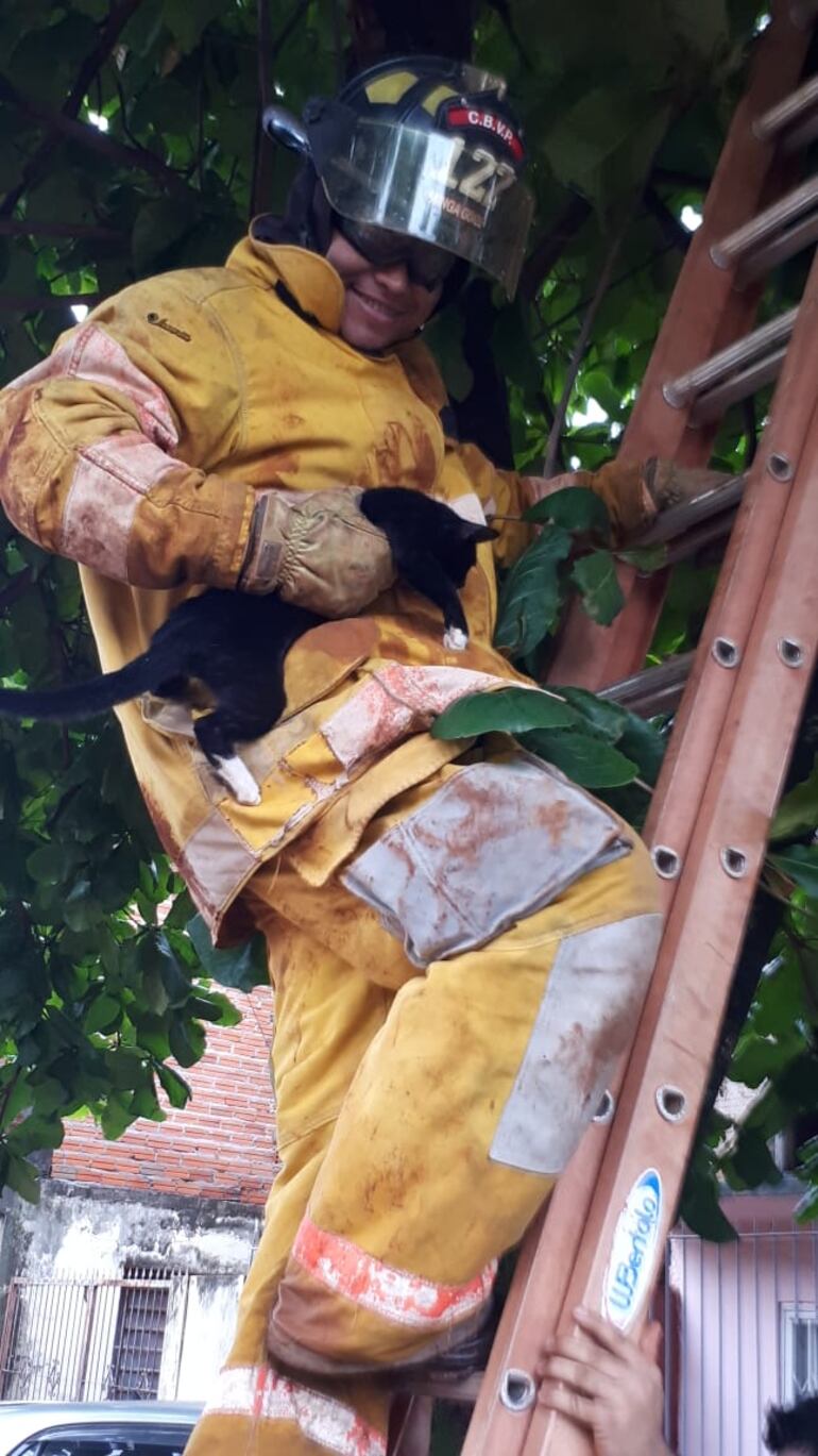 Este gato también fue rescatado por los bomberos de Minga Guazú.