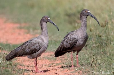 Kurukáu hovy (Theristicus caerulescens), fotografía gentileza de Oscar Bordon, Naturaleza de Paraguay en fotografía.