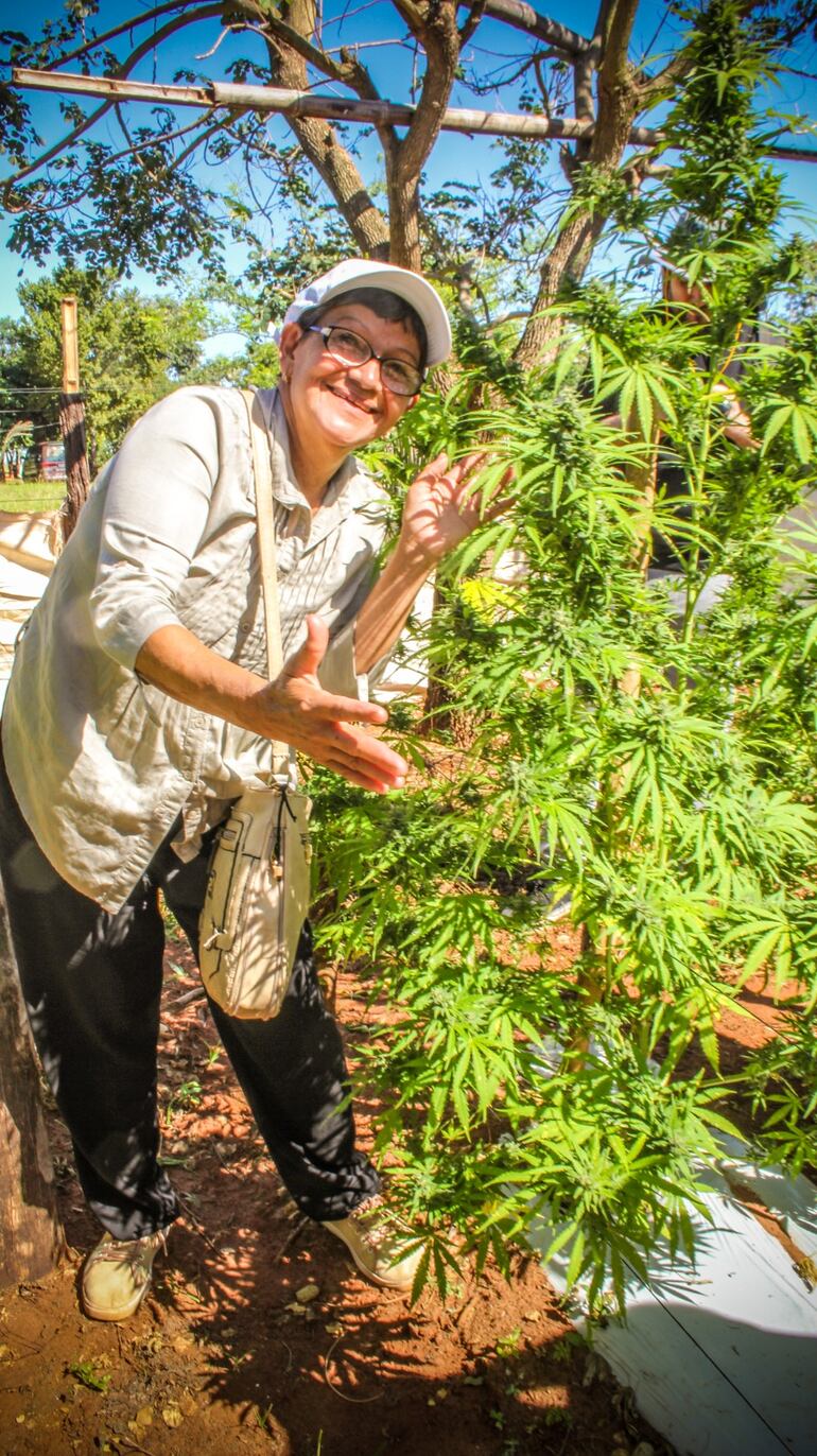 Fotos de las cosechas públicas de cannabis realizadas en Agüerito, San Pedro. Impulsores de actividades buscan fomentar encuentro entre productores y usuarios este domingo en la Plaza Italia de Asunción.