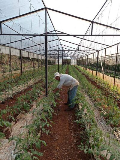 En la comunidad El Triunfo, los hortigranjeros cultivan una gran variedad de rubros.