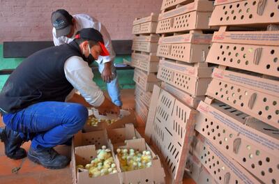 Entregan pollitos a familias de Paso Yobái.