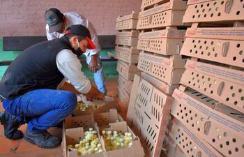 Entregan pollitos a familias de Paso Yobái.