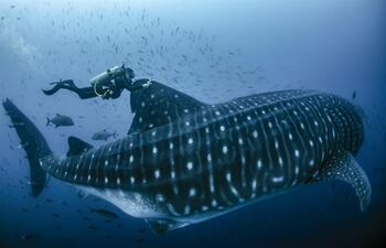 Fotografía cedida por la investigadora Jenny Waack, muestra un tiburón ballena durante su última expedición entre el 11 y 25 de agosto, en la isla de Darwin, norte del archipiélago de las Galápagos (Ecuador). La expedición científica, del Parque Nacional Galápagos y la Universidad San Francisco de Quito (USFQ), ha logrado marcar a una decena de tiburones ballena para poder seguirles el rastro por los océanos y conocer más de cerca sus condiciones de vida y necesidades.