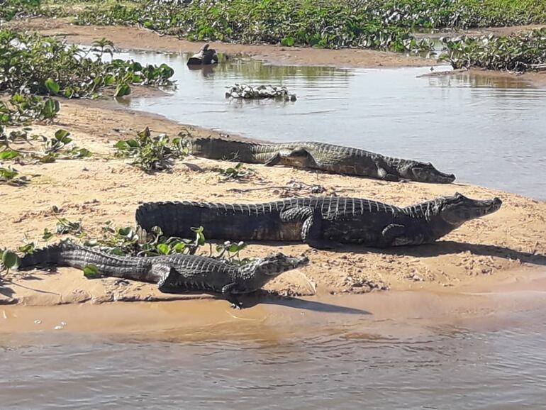El gran pantanal ofrece la posibilidad de ver animales como los yacaré.