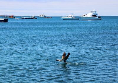 Las boyas evitarán que las embarcaciones arrojen sus anclas a las profundidades, destruyendo a su paso los arrecifes de coral, hogar de un sin número de especies marinas.