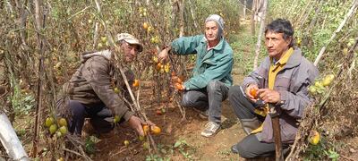 Productores afectados, Vasilio Martínez, Juan Martínez y Carlos Agüero de la Colonia Blas Garay, muestran sus plantaciones de tomates totalmente destruidos.
