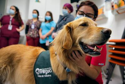 El perro de terapia canina Pepe durante una sesión en el hospital pediátrico Exequiel Gonzalez en Santiago de Chile.