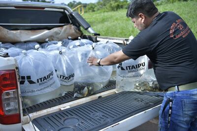 Se distribuyeron un total de 60 bolsas con 100 alevines de la especie pacú en cada una.