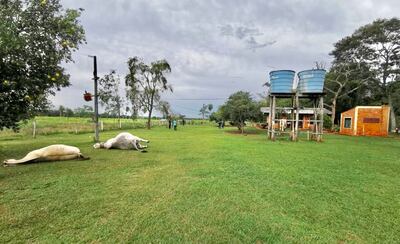 Dos de los animales que fueron baleados quedaron tendidos cerca del retiro atacado.