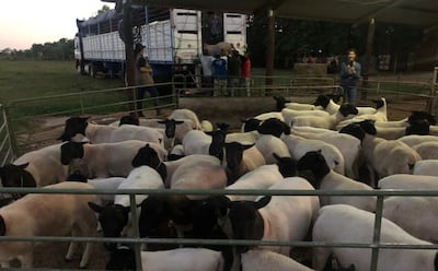 Con las maletas listas. Los ejemplares Dorper son subidos al camión que fue rumbo a importantes cabañas de la Argentina.