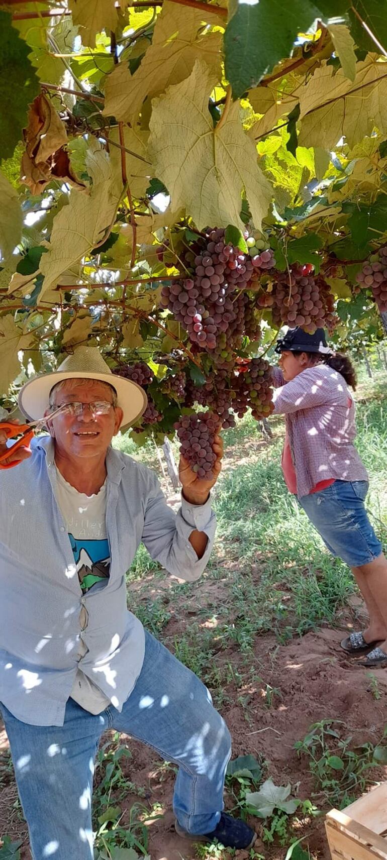 La producción de uva nacional, rosada y blanca, no tiene nada que envidiar a la que ingresan de Argentina y Brasil, dijo don Alejandro Pereira.