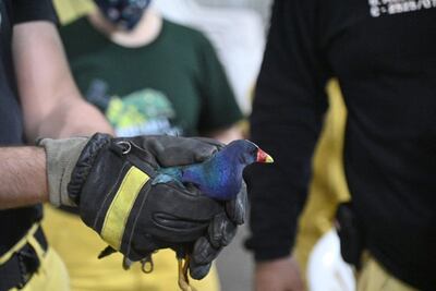 Tingua azul rescatado por los bomberos anoche.