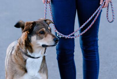 El perro debe caminar, si lo hace fuera de casa contará con una correa o arnés.