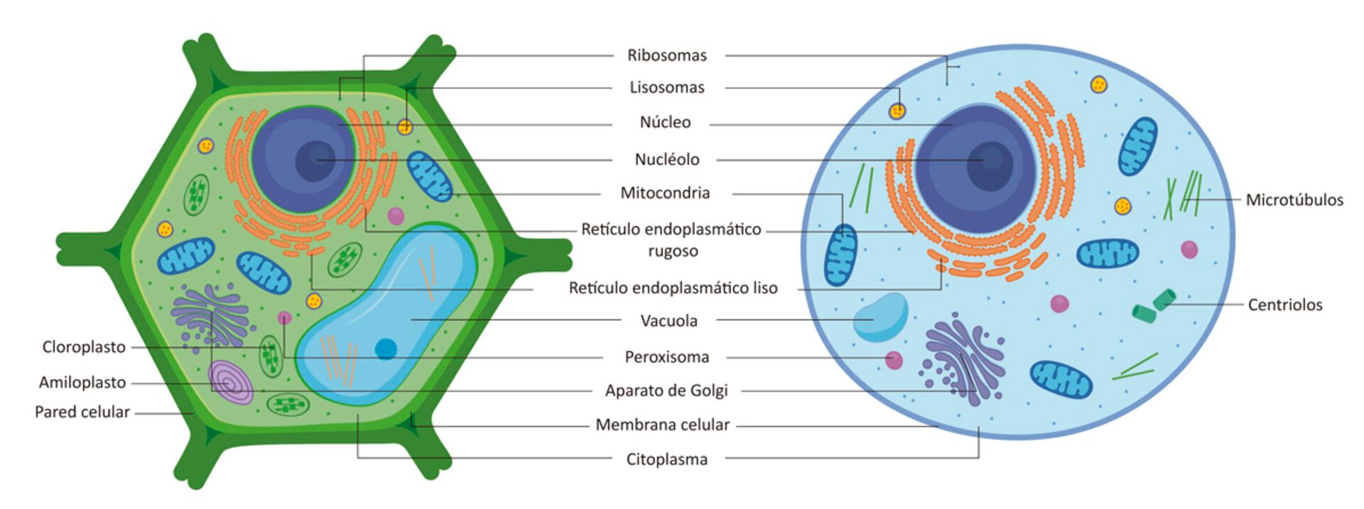 diferencia entre celulas animales y celulas vegetales