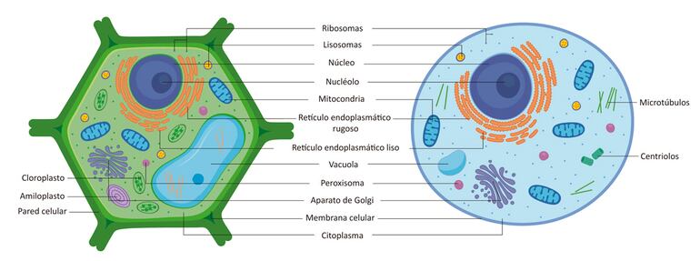 células vegetales y células animales simples
