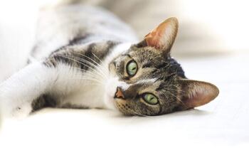 Algunos animalitos sufren desde temprana edad problemas alérgicos. Entre las más comunes están las alergias por pulgas, la sarna demodécica o sarcóptica.