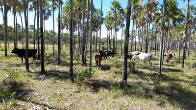 Las lluvias ayudarán al rebrote de pastos de los campos del Alto Paraguay.