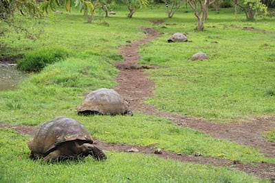 Tortugas galápagos en la hacienda Primicias en la Isla Santa Cruz, Galápagos (Ecuador). Galápagos, donde más del 90% de su población depende del turismo naturalista, experimenta signos de recuperación con una apuesta decidida por la conservación, avalada por la reciente iniciativa de extender su exclusiva reserva marina.
